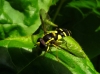 Xanthogramma pedissequum (Harris, 1776)