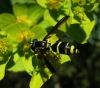 Xanthogramma marginale (Loew, 1854)