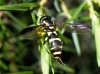 Xanthogramma marginale (Loew, 1854)