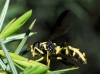 Xanthogramma marginale (Loew, 1854)