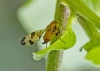 Xyphosia miliaria (Schrank, 1781)