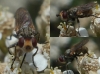 Zodion sp.