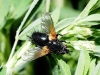 Zophomyia temula (Scopoli, 1763)