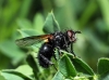 Zophomyia temula (Scopoli, 1763)