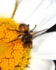 a determinar, Diptera a Cantavieja 140612