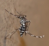 Aedes albopictus (Skuse, 1894)