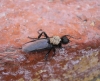 Bibio marci (Linnaeus, 1758)