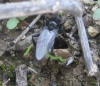 Bibio marci (Linnaeus, 1758)