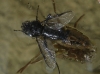 Bibio sp. Bibio sp.