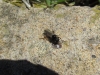 Bibio sp. Geoffroy, 1762