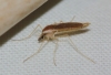 Chaoborus sp.