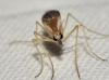 Chaoborus sp.