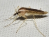 Chaoborus sp.