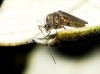 Chironomidae Chironomidae