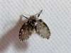Clogmia albipunctata (Williston, 1893)