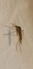 Culicidae