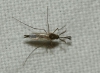 Culicinae