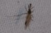 Culiseta sp. Felt, 1904