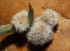 Dasineura scorpii