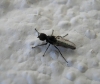 Dilophus sp. Meigen, 1803