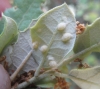 Dryomyia lichtensteini