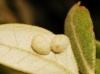 Dryomyia lichtensteini