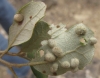 Dryomyia lichtensteinii (F. Löw, 1878)