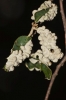 Dryomyia lichtensteinii