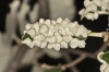 Dryomyia lichtensteinii