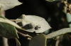 Dryomyia lichtensteinii
