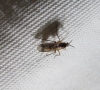 Leia sp. ? Leia sp. ?