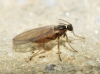 Lestremiinae 2d2