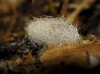 Mycetophila cf. blanda Winnertz, 1863 Mycetophila cf. blanda Winnertz, 1863