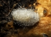 Mycetophila cf. blanda Winnertz, 1863 Mycetophila cf. blanda Winnertz, 1863