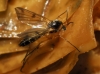 Mycetophila cf. blanda Winnertz, 1863 Mycetophila cf. blanda Winnertz, 1863