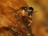 Mycetophila cf. blanda Winnertz, 1863 Mycetophila cf. blanda Winnertz, 1863