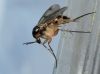 Mycetophila cf. blanda Winnertz, 1863 Mycetophila cf. blanda Winnertz, 1863