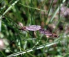 Nephrotoma sp. Meigen 1803 Nephrotoma sp. Meigen 1803