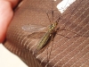 Nephrotoma sp. Meigen 1803 Nephrotoma sp. Meigen 1803