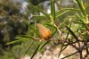 Oligotrophus valerii