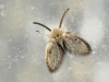 Philosepedon sp.