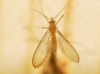 Phlebotominae