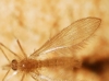 Phlebotominae