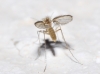 Phlebotominae