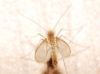 Phlebotominae
