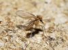 Phlebotominae