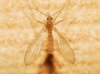 Phlebotominae