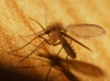 Phlebotomus sp.