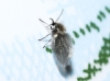 Psychoda sp. Latreille, 1796
