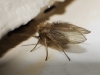 Psychoda sp. Latreille, 1796